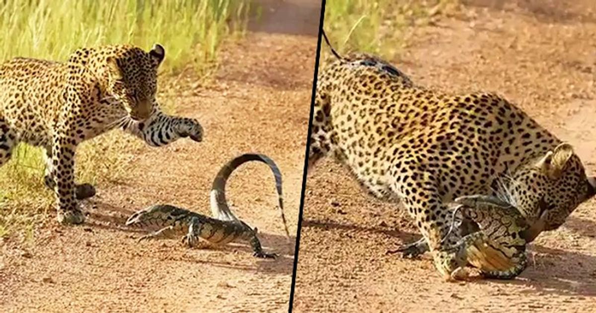 Animals fighting videos in telugu