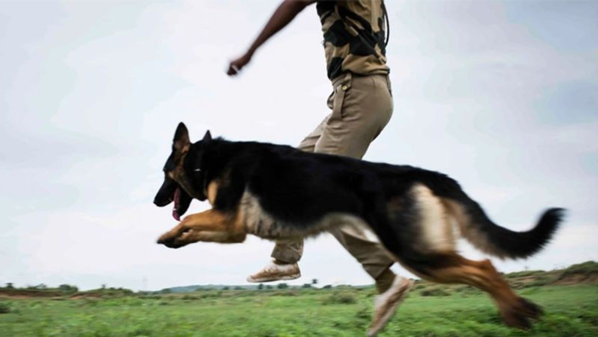 मन की बात' में PM ने इन खास 2 कुत्तों का किया जिक्र, कहा-देश की रक्षा के लिए अपना कर्तव्य निभाया | PM modi Mann ki Baat indian army dogs vida sophie