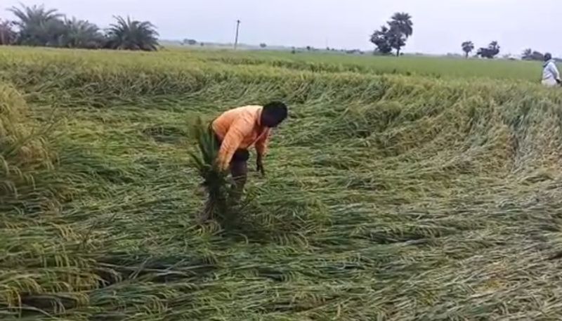 Karnataka Rains: Crop Loss Of 6.3 Lakh Hectares Estimated