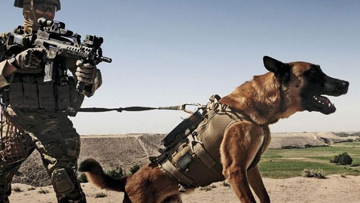 Dog takes on IS attackers, saves British SAS soldiers